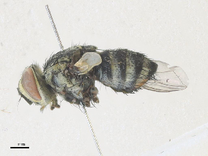  (Vibrissina randycurtisi - CBG-A36874-D10)  @11 [ ] CreativeCommons - Attribution Share - Alike (2024) CBG Photography Group Centre for Biodiversity Genomics