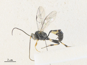  (Microcharops tibialisDHJ01 - CBG-A36876-G03)  @11 [ ] CreativeCommons - Attribution Share - Alike (2024) CBG Photography Group Centre for Biodiversity Genomics