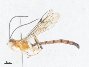  (Calliephialtes Malaise5822 - CBG-A36877-F12)  @11 [ ] CreativeCommons - Attribution Share - Alike (2024) CBG Photography Group Centre for Biodiversity Genomics