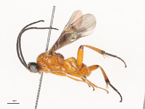  (Diolcogaster Malaise0192 - CBG-A36878-A01)  @11 [ ] CreativeCommons - Attribution Share - Alike (2024) CBG Photography Group Centre for Biodiversity Genomics