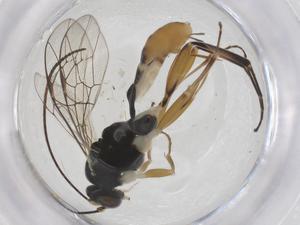  ( - CBG-A41636-D07)  @11 [ ] CreativeCommons - Attribution Share - Alike (2024) Centre for Biodiversity Genomics Centre for Biodiversity Genomics