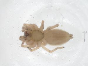  ( - CBG-A41661-H07)  @11 [ ] CreativeCommons - Attribution Share - Alike (2024) Centre for Biodiversity Genomics Centre for Biodiversity Genomics