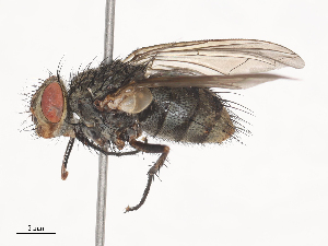 ( - CBG-A41907-B04)  @11 [ ] CreativeCommons - Attribution Share - Alike (2024) CBG Photography Group Centre for Biodiversity Genomics