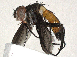  (tachWood62 Janzen7659 - CBG-A41907-H10)  @11 [ ] CreativeCommons - Attribution Share-Alike (2024) CBG Photography Group Centre for Biodiversity Genomics