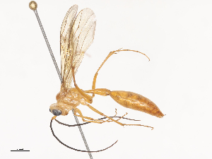  ( - CBG-A41908-E05)  @11 [ ] CreativeCommons - Attribution Share - Alike (2024) CBG Photography Group Centre for Biodiversity Genomics