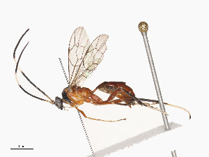  ( - CBG-A41910-A02)  @11 [ ] CreativeCommons - Attribution Share - Alike (2024) CBG Photography Group Centre for Biodiversity Genomics