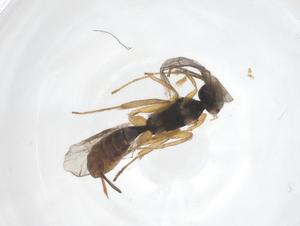  ( - CBG-A43354-A05)  @11 [ ] CreativeCommons - Attribution Share - Alike (2024) Centre for Biodiversity Genomics Centre for Biodiversity Genomics