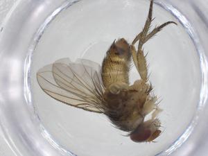  (Ceromya Malaise7011 - CBG-A43371-D09)  @11 [ ] CreativeCommons - Attribution Share - Alike (2024) Centre for Biodiversity Genomics Centre for Biodiversity Genomics