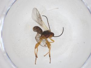  (Choreborogas Malaise9575 - CBG-A43378-D03)  @11 [ ] CreativeCommons - Attribution Share - Alike (2024) Centre for Biodiversity Genomics Centre for Biodiversity Genomics