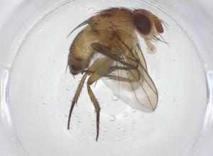  ( - CBG-A43379-D01)  @11 [ ] CreativeCommons - Attribution Share - Alike (2024) Centre for Biodiversity Genomics Centre for Biodiversity Genomics