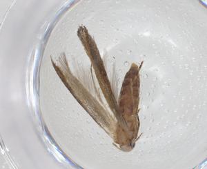  ( - CBG-A43383-D02)  @11 [ ] CreativeCommons - Attribution Share - Alike (2024) Centre for Biodiversity Genomics Centre for Biodiversity Genomics