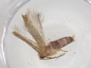  ( - CBG-A43385-F03)  @11 [ ] CreativeCommons - Attribution Share - Alike (2024) Centre for Biodiversity Genomics Centre for Biodiversity Genomics