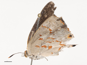  ( - CBG-A44291-E08)  @11 [ ] CreativeCommons - Attribution Share - Alike (2024) CBG Photography Group Centre for Biodiversity Genomics