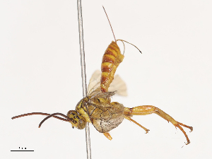  ( - CBG-A44294-A01)  @11 [ ] CreativeCommons - Attribution Share - Alike (2024) CBG Photography Group Centre for Biodiversity Genomics