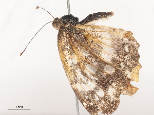  ( - CBG-A44295-B08)  @11 [ ] CreativeCommons - Attribution Share - Alike (2024) CBG Photography Group Centre for Biodiversity Genomics