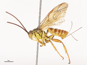  ( - CBG-A44296-G02)  @11 [ ] CreativeCommons - Attribution Share - Alike (2024) CBG Photography Group Centre for Biodiversity Genomics