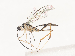  ( - CBG-A45153-B01)  @11 [ ] CreativeCommons - Attribution Share - Alike (2024) CBG Photography Group Centre for Biodiversity Genomics