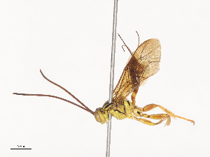  ( - CBG-A45153-F09)  @11 [ ] CreativeCommons - Attribution Share - Alike (2024) CBG Photography Group Centre for Biodiversity Genomics