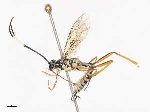  ( - CBG-A45153-G08)  @11 [ ] CreativeCommons - Attribution Share - Alike (2024) CBG Photography Group Centre for Biodiversity Genomics