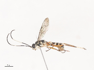  ( - CBG-A45153-H08)  @11 [ ] CreativeCommons - Attribution Share - Alike (2024) CBG Photography Group Centre for Biodiversity Genomics