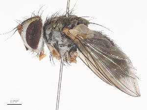  ( - CBG-A45154-F03)  @11 [ ] CreativeCommons - Attribution Share - Alike (2024) CBG Photography Group Centre for Biodiversity Genomics