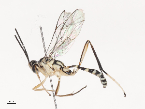  ( - CBG-A45155-A12)  @11 [ ] CreativeCommons - Attribution Share - Alike (2024) CBG Photography Group Centre for Biodiversity Genomics