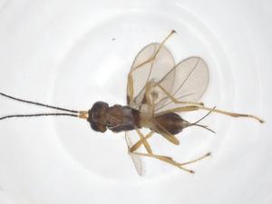  ( - CBG-A38811-H11)  @11 [ ] CreativeCommons - Attribution Share - Alike (2024) Centre for Biodiversity Genomics Centre for Biodiversity Genomics