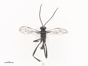  ( - CBG-A40224-H06)  @11 [ ] CreativeCommons - Attribution Share - Alike (2024) CBG Photography Group Centre for Biodiversity Genomics