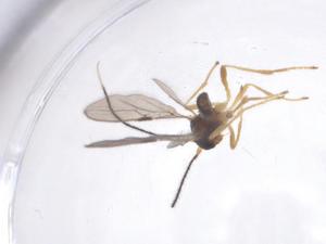  ( - CBG-A41165-E01)  @11 [ ] CreativeCommons - Attribution Share - Alike (2024) Centre for Biodiversity Genomics Centre for Biodiversity Genomics