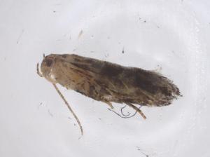  ( - CBG-A41170-F02)  @11 [ ] CreativeCommons - Attribution Share - Alike (2024) Centre for Biodiversity Genomics Centre for Biodiversity Genomics