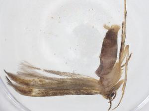  ( - CBG-A41183-F03)  @11 [ ] CreativeCommons - Attribution Share - Alike (2024) Centre for Biodiversity Genomics Centre for Biodiversity Genomics