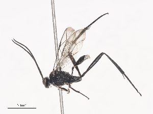  ( - CBG-A41817-B12)  @11 [ ] CreativeCommons - Attribution Share - Alike (2024) CBG Photography Group Centre for Biodiversity Genomics