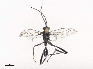  ( - CBG-A41818-C03)  @11 [ ] CreativeCommons - Attribution Share - Alike (2024) CBG Photography Group Centre for Biodiversity Genomics