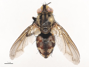  ( - CBG-A41818-F02)  @11 [ ] CreativeCommons - Attribution Share - Alike (2024) CBG Photography Group Centre for Biodiversity Genomics