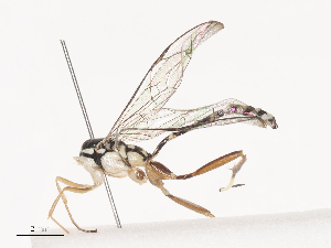  ( - CBG-A41841-D07)  @11 [ ] CreativeCommons - Attribution Share - Alike (2024) CBG Photography Group Centre for Biodiversity Genomics