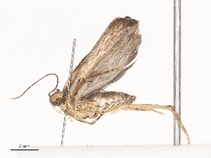  ( - CBG-A40151-B01)  @11 [ ] CreativeCommons - Attribution Share - Alike (2024) CBG Photography Group Centre for Biodiversity Genomics