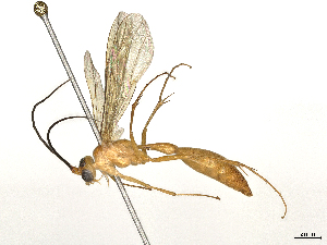  ( - CBG-A40151-F01)  @11 [ ] CreativeCommons - Attribution Share-Alike (2024) CBG Photography Group Centre for Biodiversity Genomics