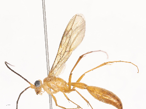  ( - CBG-A40151-F02)  @11 [ ] CreativeCommons - Attribution Share - Alike (2024) CBG Photography Group Centre for Biodiversity Genomics