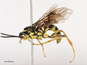  (Abzaria petiolaris - CBG-A40212-A11)  @11 [ ] CreativeCommons - Attribution Share - Alike (2024) CBG Photography Group Centre for Biodiversity Genomics