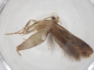  ( - CBG-A40933-C07)  @11 [ ] CreativeCommons - Attribution Share - Alike (2024) Centre for Biodiversity Genomics Centre for Biodiversity Genomics