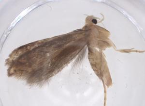  ( - CBG-A40935-C04)  @11 [ ] CreativeCommons - Attribution Share - Alike (2024) Centre for Biodiversity Genomics Centre for Biodiversity Genomics