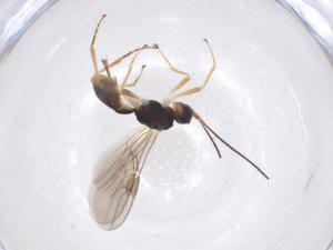  ( - CBG-A40940-D05)  @11 [ ] CreativeCommons - Attribution Share - Alike (2024) Centre for Biodiversity Genomics Centre for Biodiversity Genomics