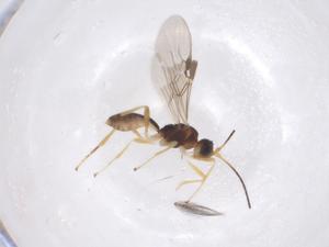  ( - CBG-A40940-D07)  @11 [ ] CreativeCommons - Attribution Share - Alike (2024) Centre for Biodiversity Genomics Centre for Biodiversity Genomics