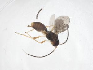  ( - CBG-A40944-B01)  @11 [ ] CreativeCommons - Attribution Share - Alike (2024) Centre for Biodiversity Genomics Centre for Biodiversity Genomics