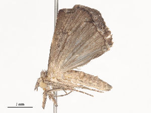  ( - CBG-A41809-B01)  @11 [ ] CreativeCommons - Attribution Share - Alike (2024) CBG Photography Group Centre for Biodiversity Genomics