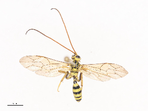  ( - CBG-A41809-D05)  @11 [ ] CreativeCommons - Attribution Share - Alike (2024) CBG Photography Group Centre for Biodiversity Genomics