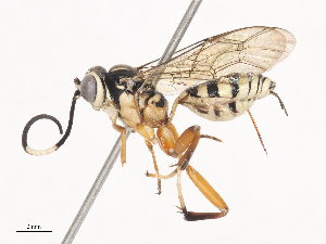  (Diplohimas - CBG-A41811-F07)  @11 [ ] CreativeCommons - Attribution Share - Alike (2024) CBG Photography Group Centre for Biodiversity Genomics