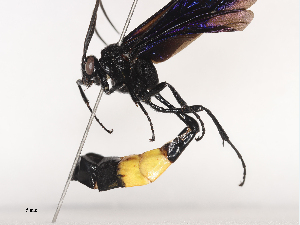  ( - CBG-A38488-A01)  @11 [ ] CreativeCommons - Attribution Share - Alike (2024) CBG Photography Group Centre for Biodiversity Genomics