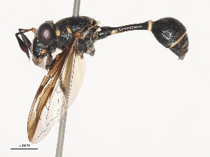  ( - CBG-A38488-A08)  @11 [ ] CreativeCommons - Attribution Share - Alike (2024) CBG Photography Group Centre for Biodiversity Genomics