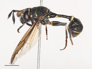  ( - CBG-A38488-A09)  @11 [ ] CreativeCommons - Attribution Share - Alike (2024) CBG Photography Group Centre for Biodiversity Genomics